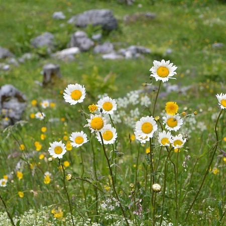 Gloesalm Apartment Ramsau am Dachstein Luaran gambar