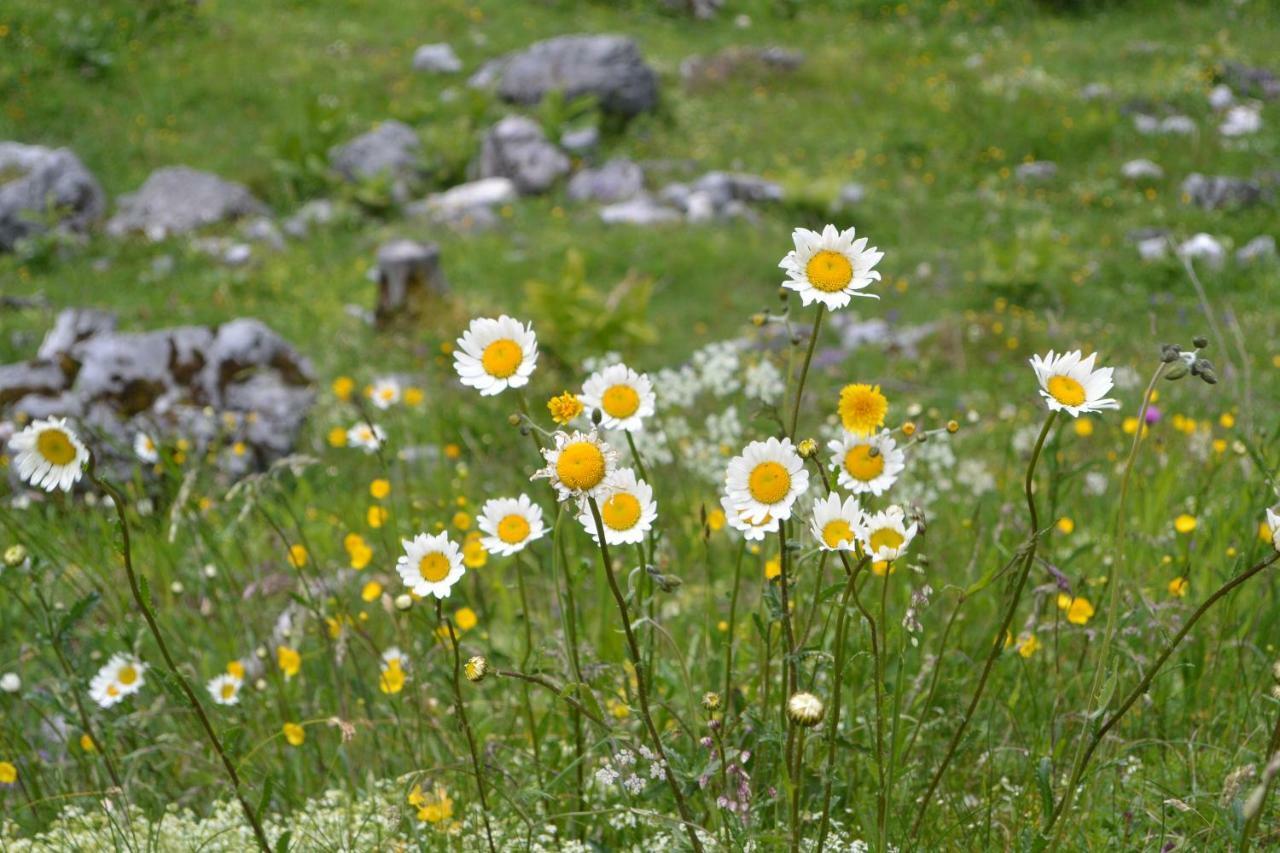 Gloesalm Apartment Ramsau am Dachstein Luaran gambar